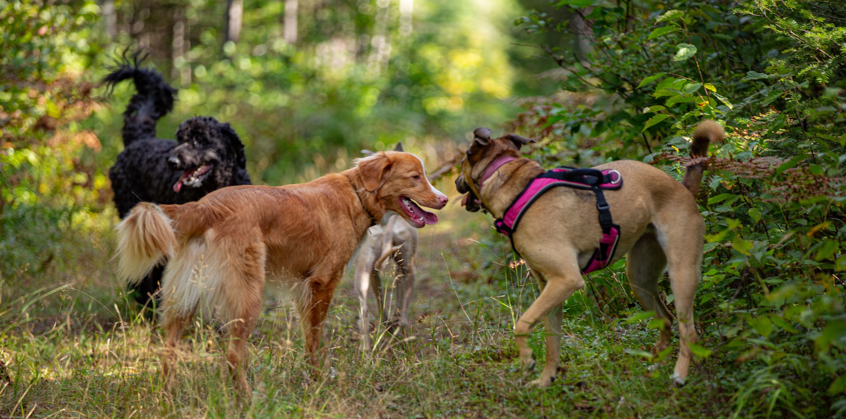 Marche en forêt