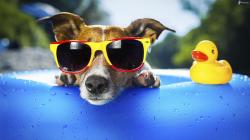 Chien lunettes de soleil canard piscine